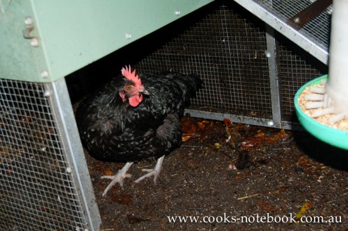 crazy chickens