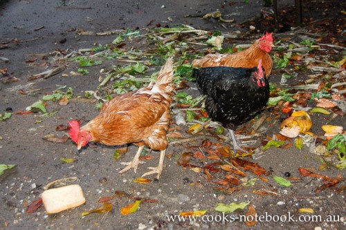 crazy chickens